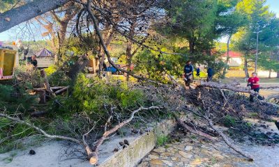 Dužica Kraj uklanjanje borova